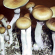 Illustration for article titled Johns Hopkins Seeks Volunteers to Take Magic Mushrooms